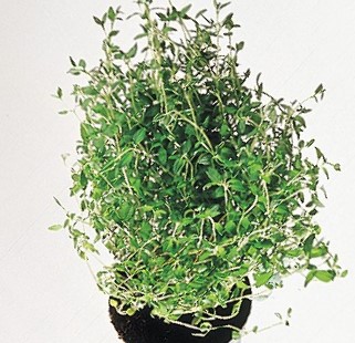 Urter Timian potte 1