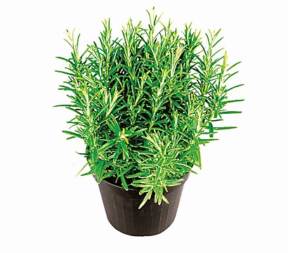 Urter Rosmarin potte 0